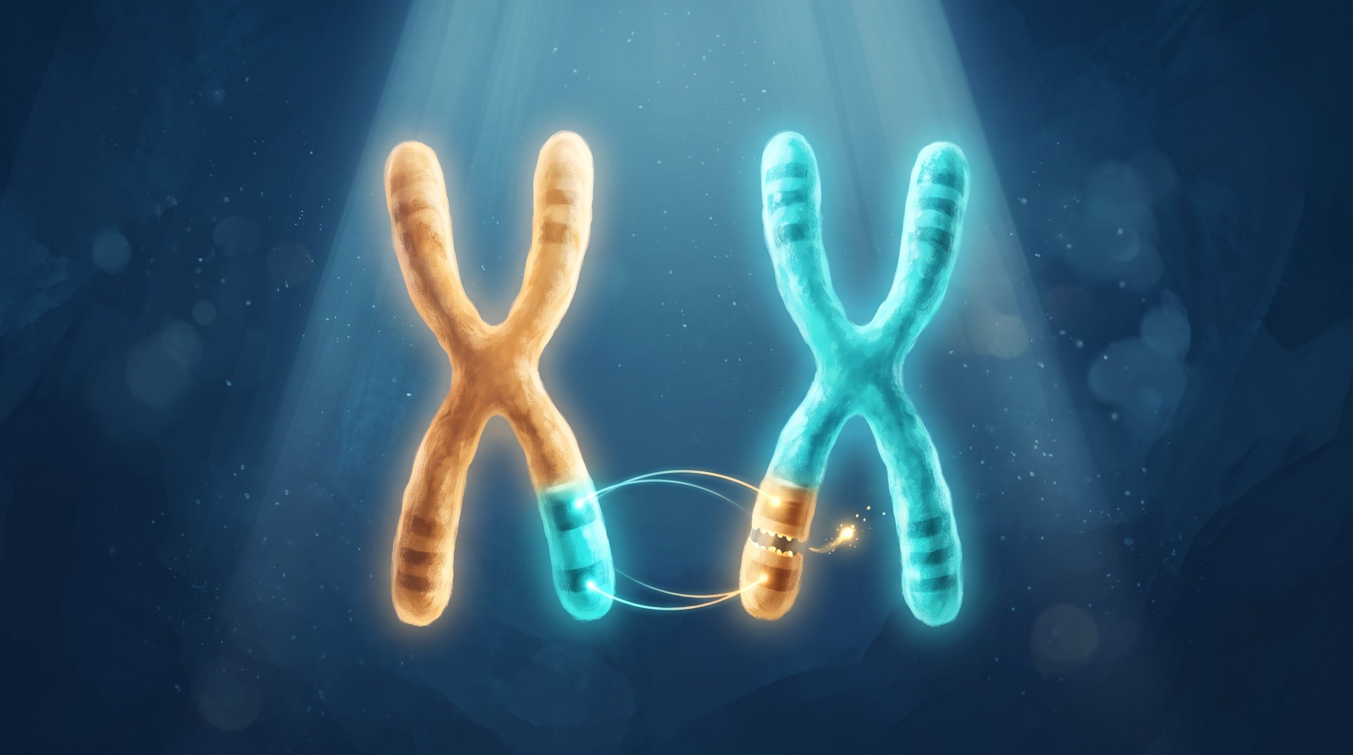 Two glowing X-shaped chromosomes against a dark blue background, one orange and one turquoise. Their lower ends have swapped places, linked by thin arcs of light, and a small spark jumps away from the orange piece.